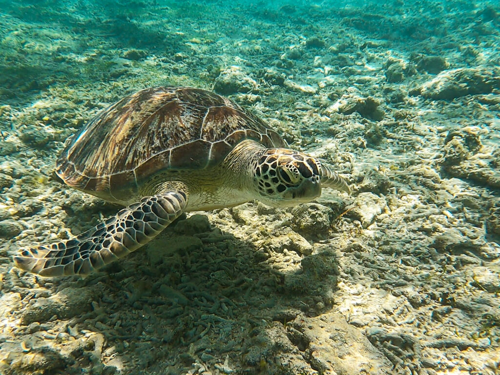 Il paradiso alle Isole Gili